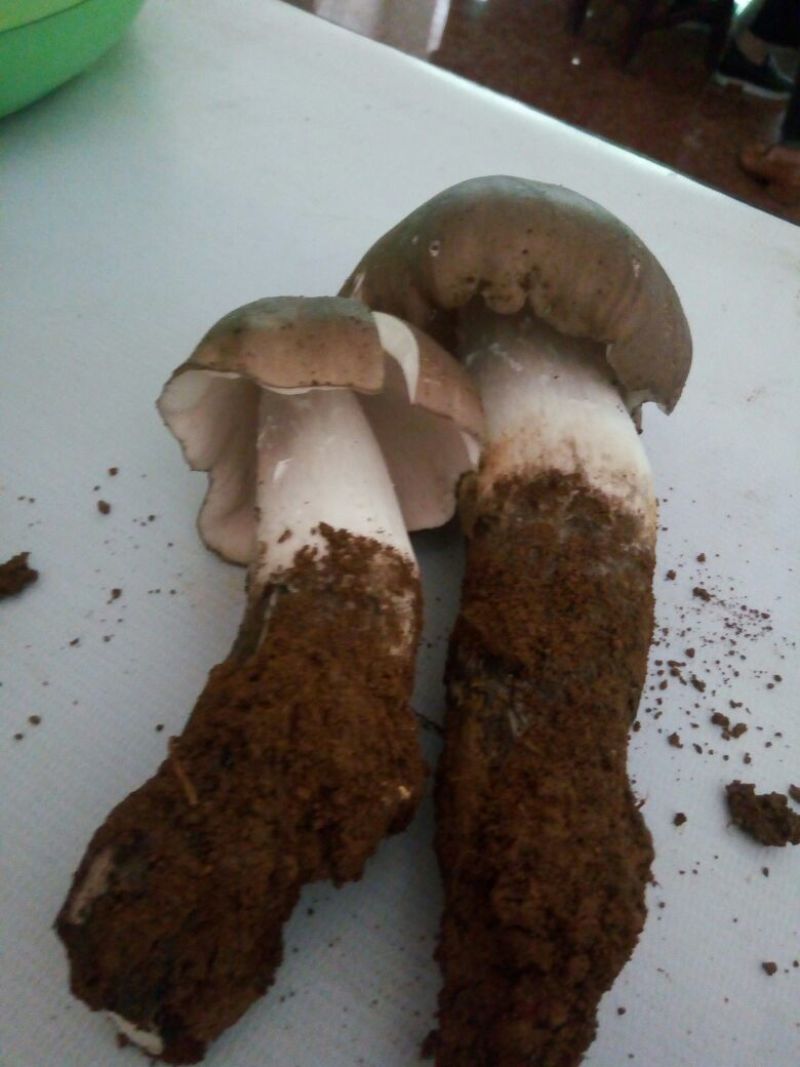 双乳峰鸡纵菌