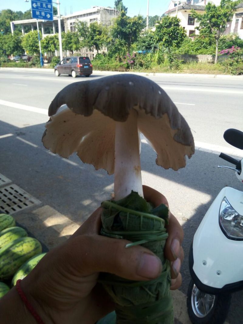 双乳峰鸡纵菌