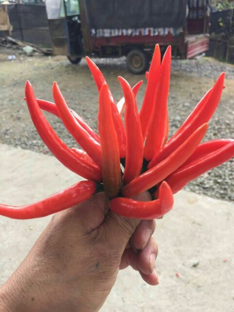 优质高山小米椒！