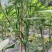 优质高山小米椒！