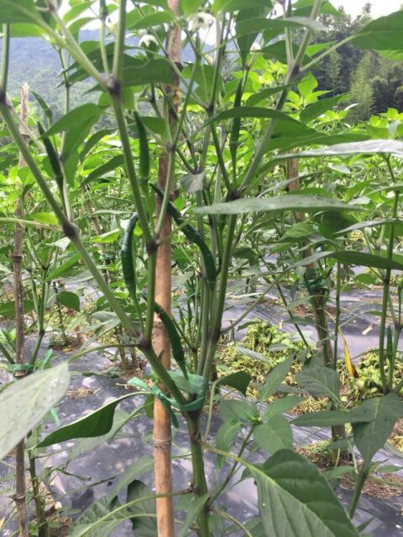 优质高山小米椒！