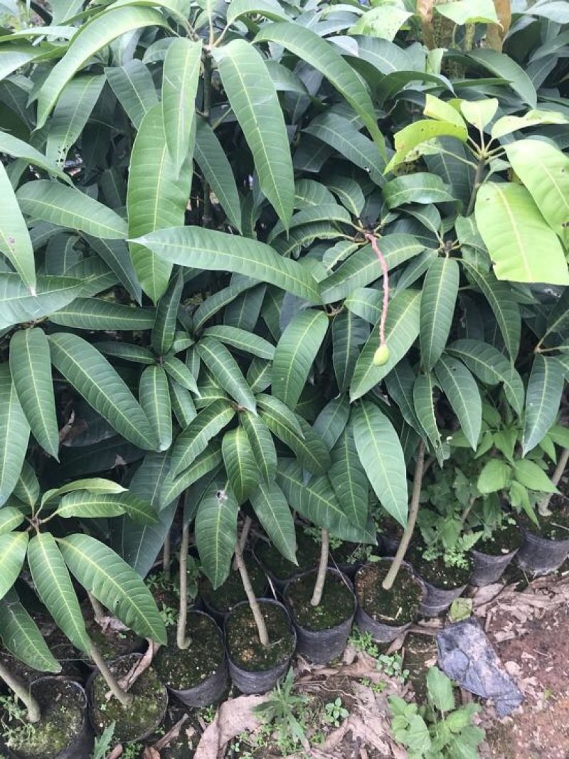 台农苗1m以下台农芒果苗质量品种保证