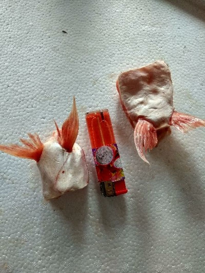 鱼鳍，鱼肚