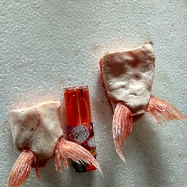 鱼鳍，鱼肚