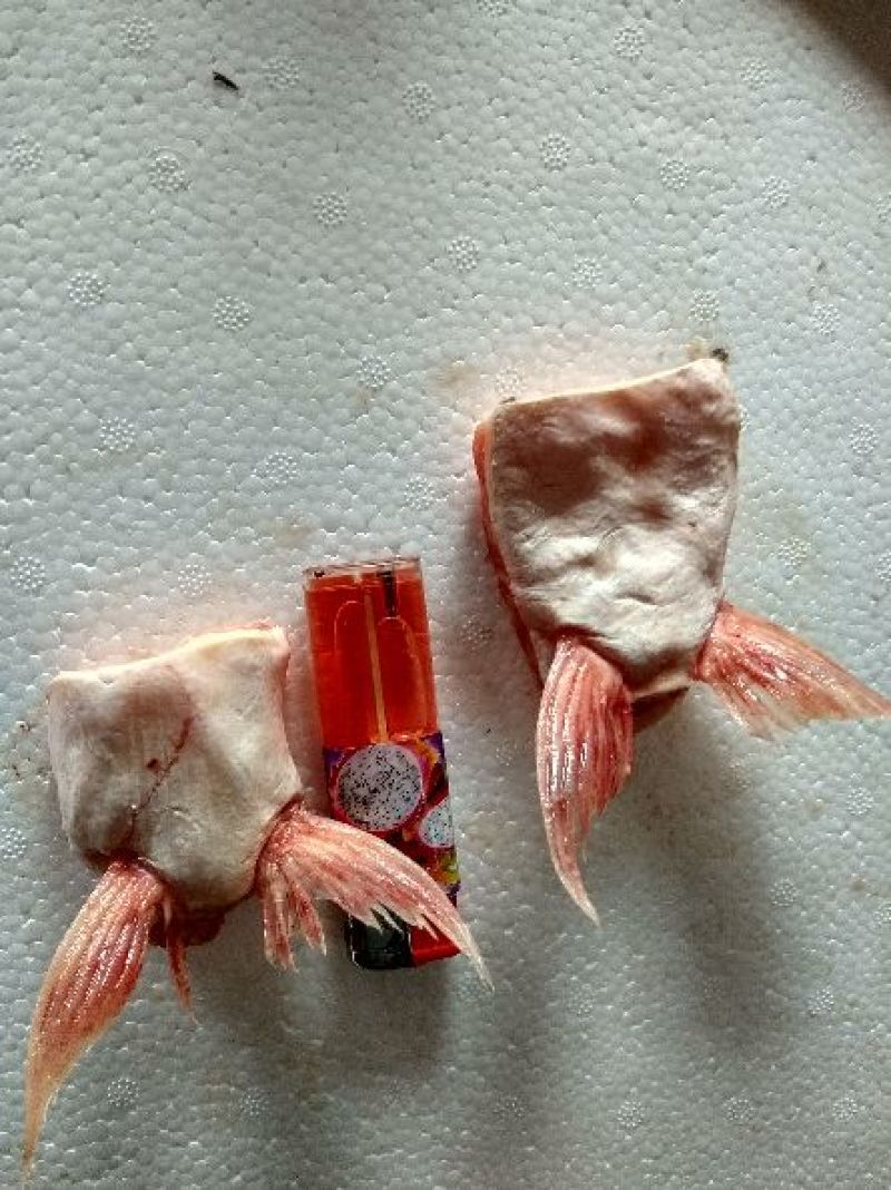 鱼鳍，鱼肚