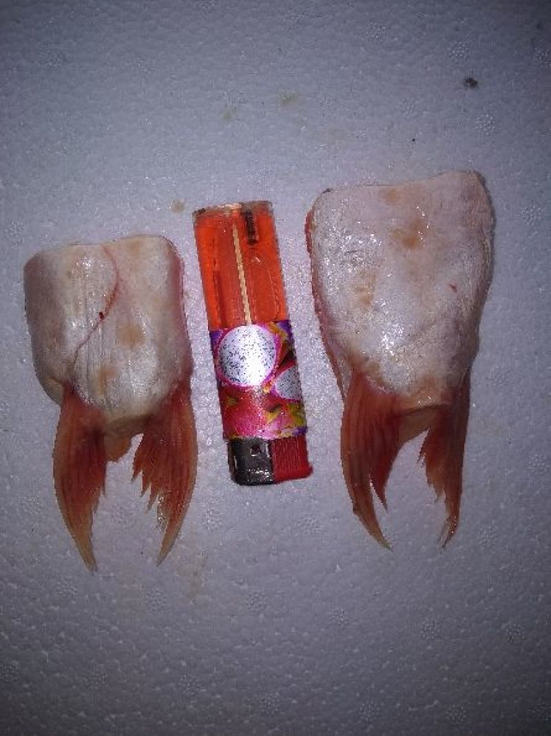 鱼鳍，鱼肚