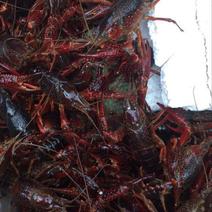 红螯螯虾13~15只/kg