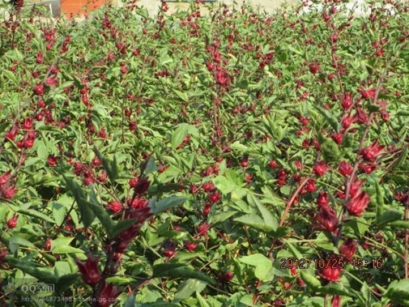 批发精选大瓣片玫瑰茄洛神花