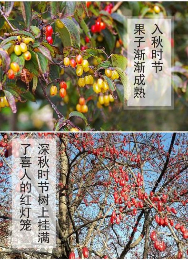 秦岭枣皮安康山茱萸5公斤起批包邮