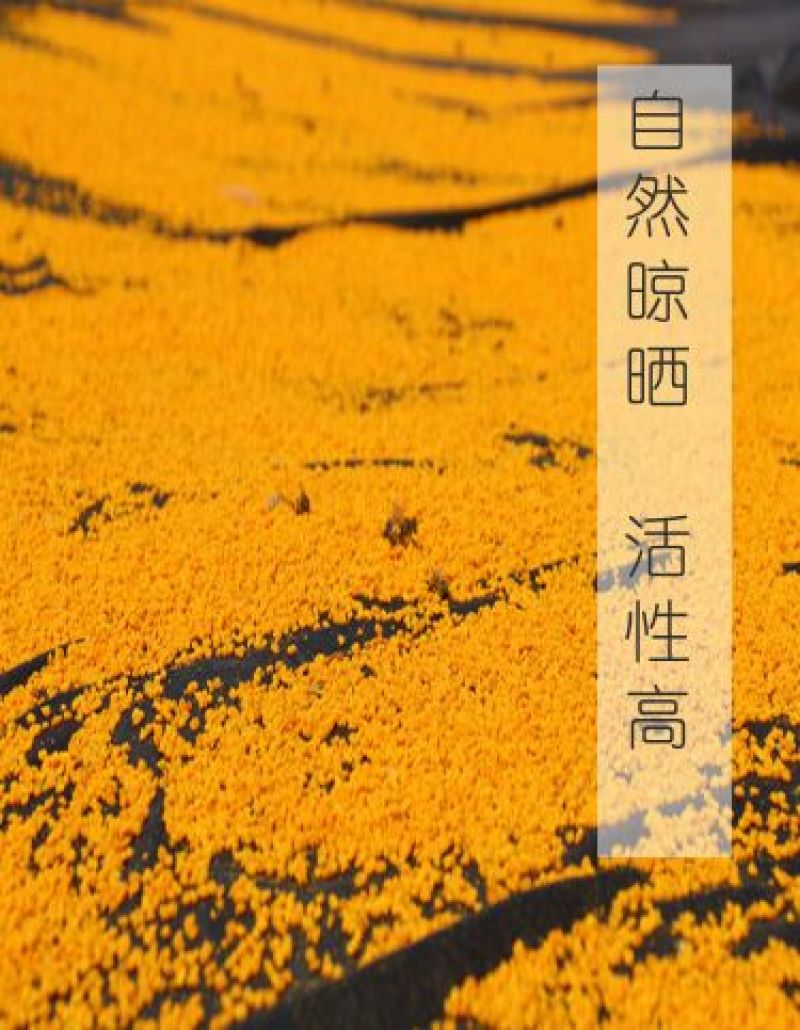 荷花粉2024新货上市新鲜荷花粉大量供货江西广昌蜂场直发