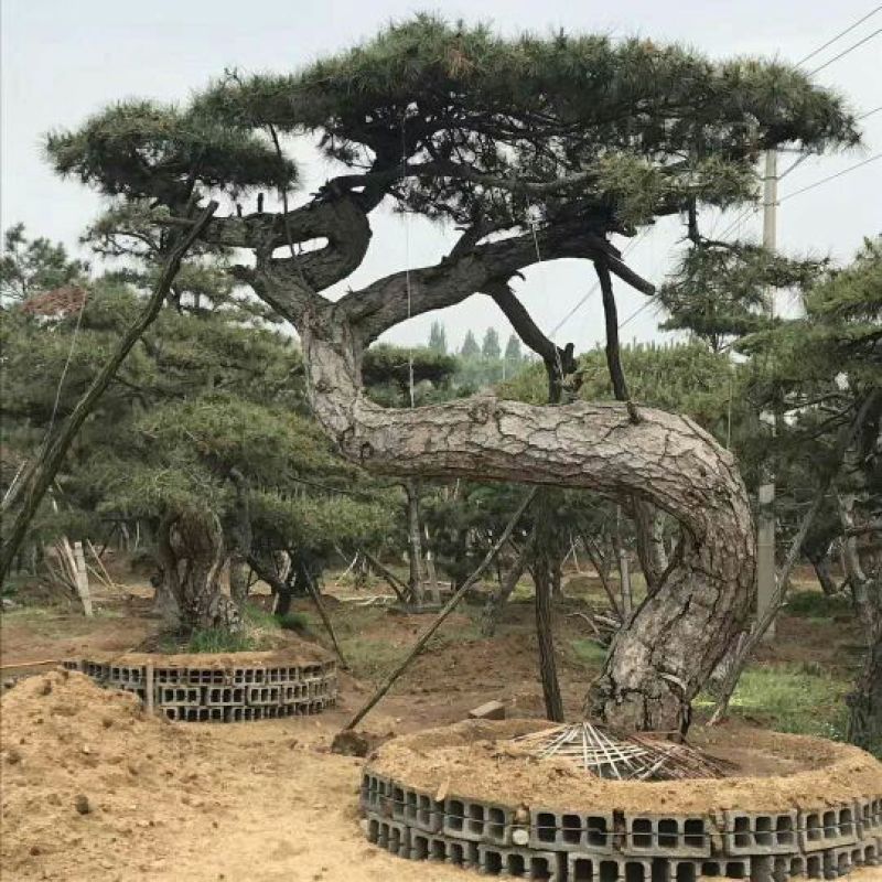 迎客松