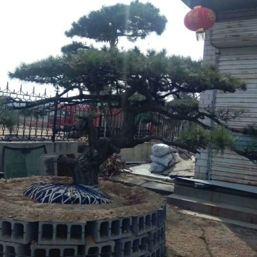 迎客松