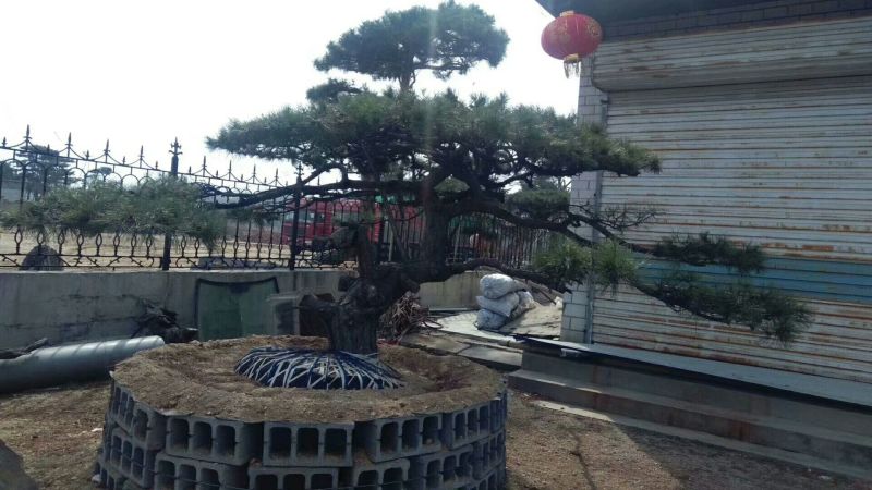 迎客松