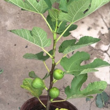 玛斯义陶芬无花果苗30~50cm