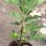 玛斯义陶芬无花果苗30~50cm