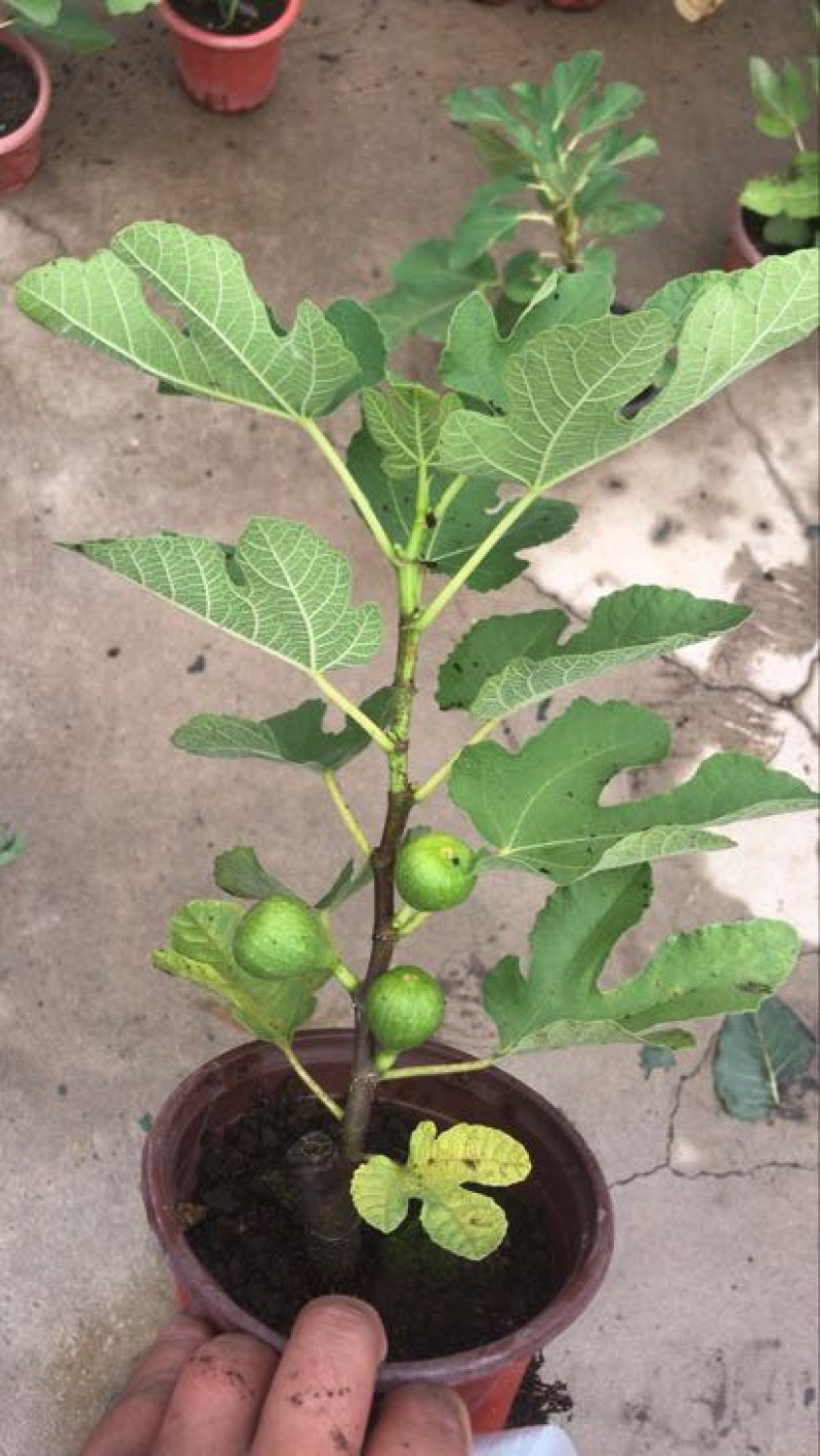 玛斯义陶芬无花果苗30~50cm