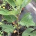 玛斯义陶芬无花果苗30~50cm
