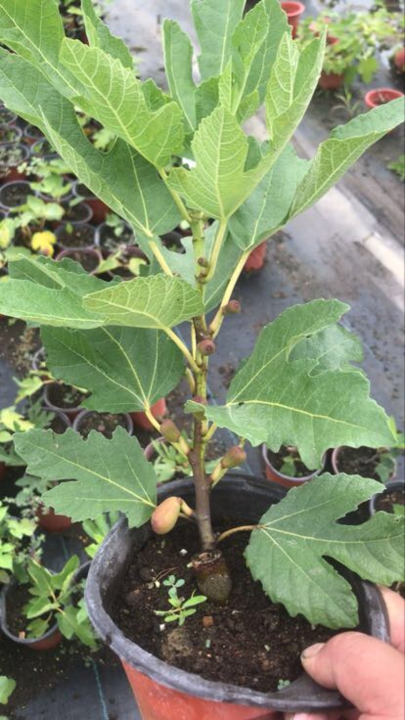 玛斯义陶芬无花果苗30~50cm