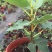 玛斯义陶芬无花果苗30~50cm