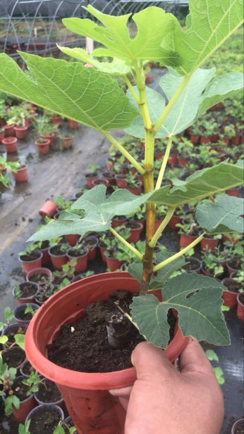 玛斯义陶芬无花果苗30~50cm