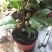 玛斯义陶芬无花果苗30~50cm