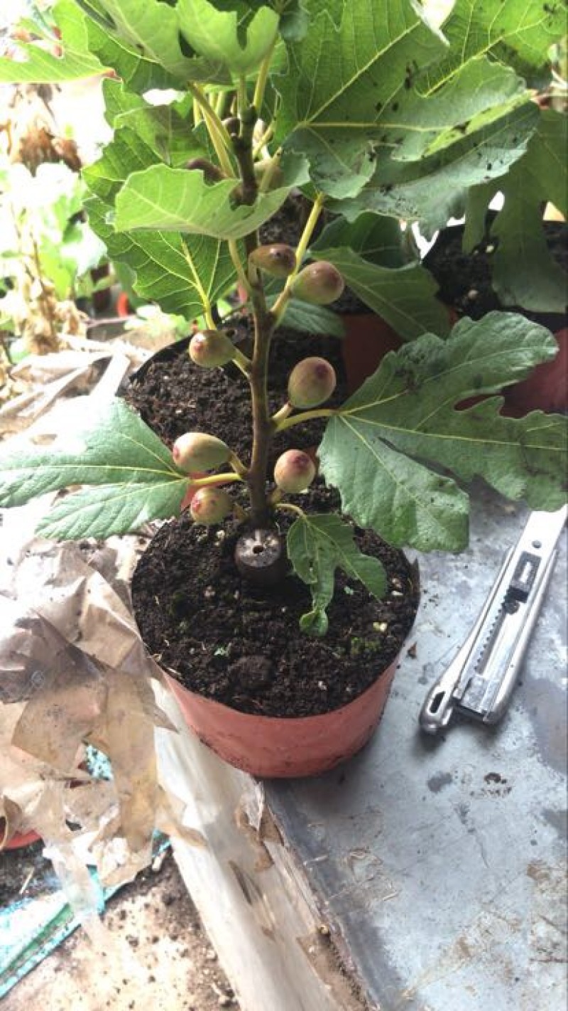 玛斯义陶芬无花果苗30~50cm