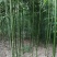 绿竹2~3m