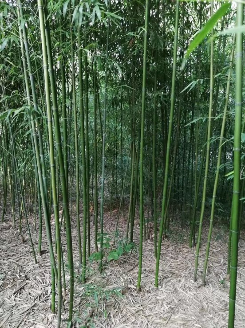 绿竹2~3m