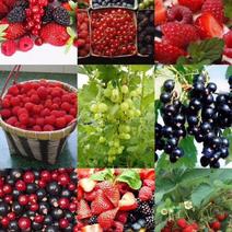 出售树莓苗，黑加伦苗，蓝莓苗，灯笼果苗，蓝莓苗，覆盆子苗