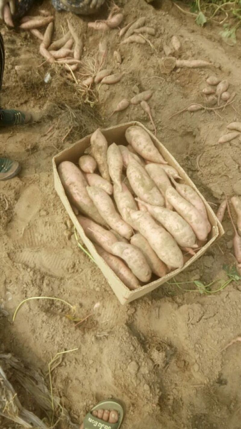 纯正沙土地红薯