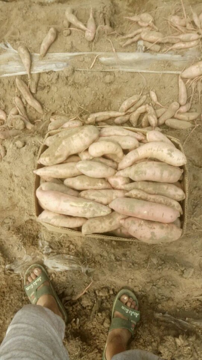 纯正沙土地红薯