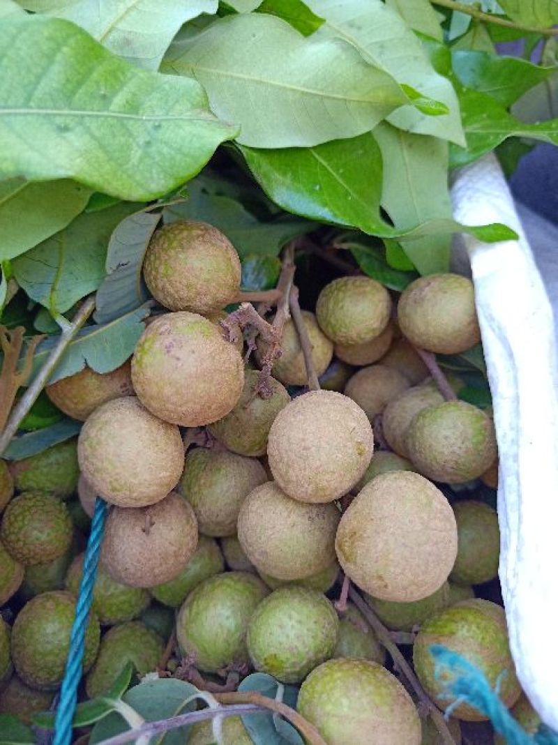 石夹桂圆