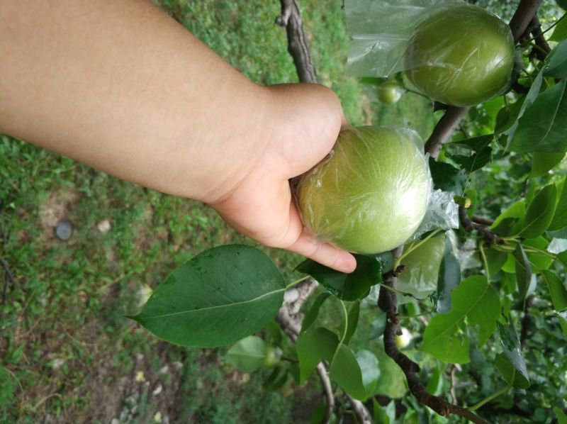 真实报价河北省泊头市皇冠梨膜袋250~300g