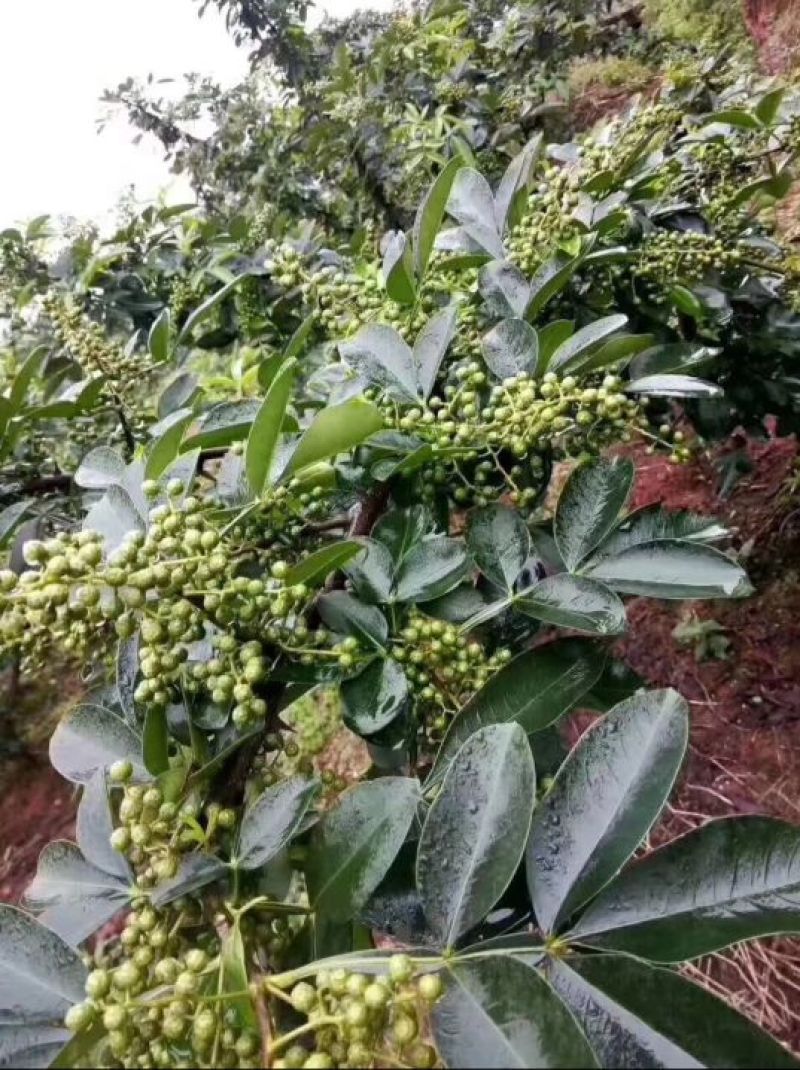 藤椒苗无刺花椒苗嫁接花椒苗，刺少，挂果早产量高，
