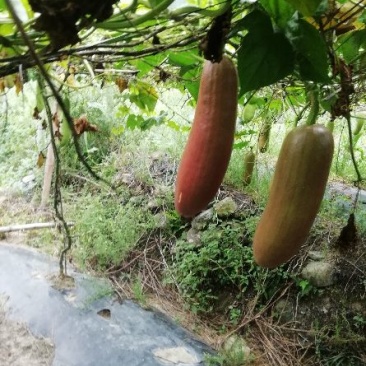 香如蜜