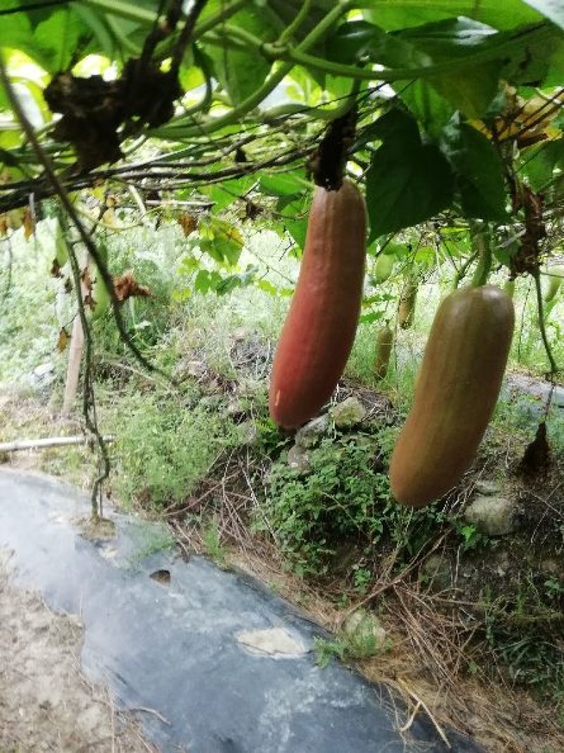 香如蜜