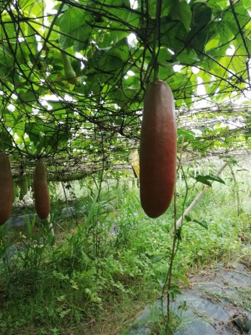香如蜜