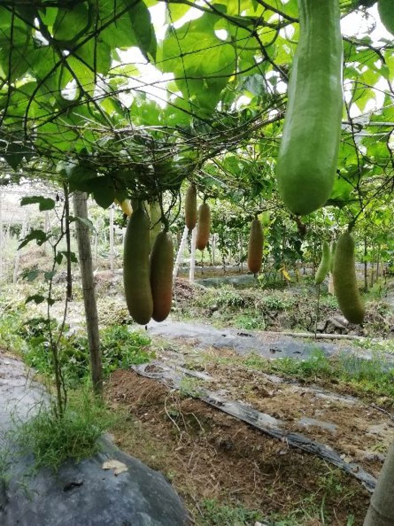 香如蜜