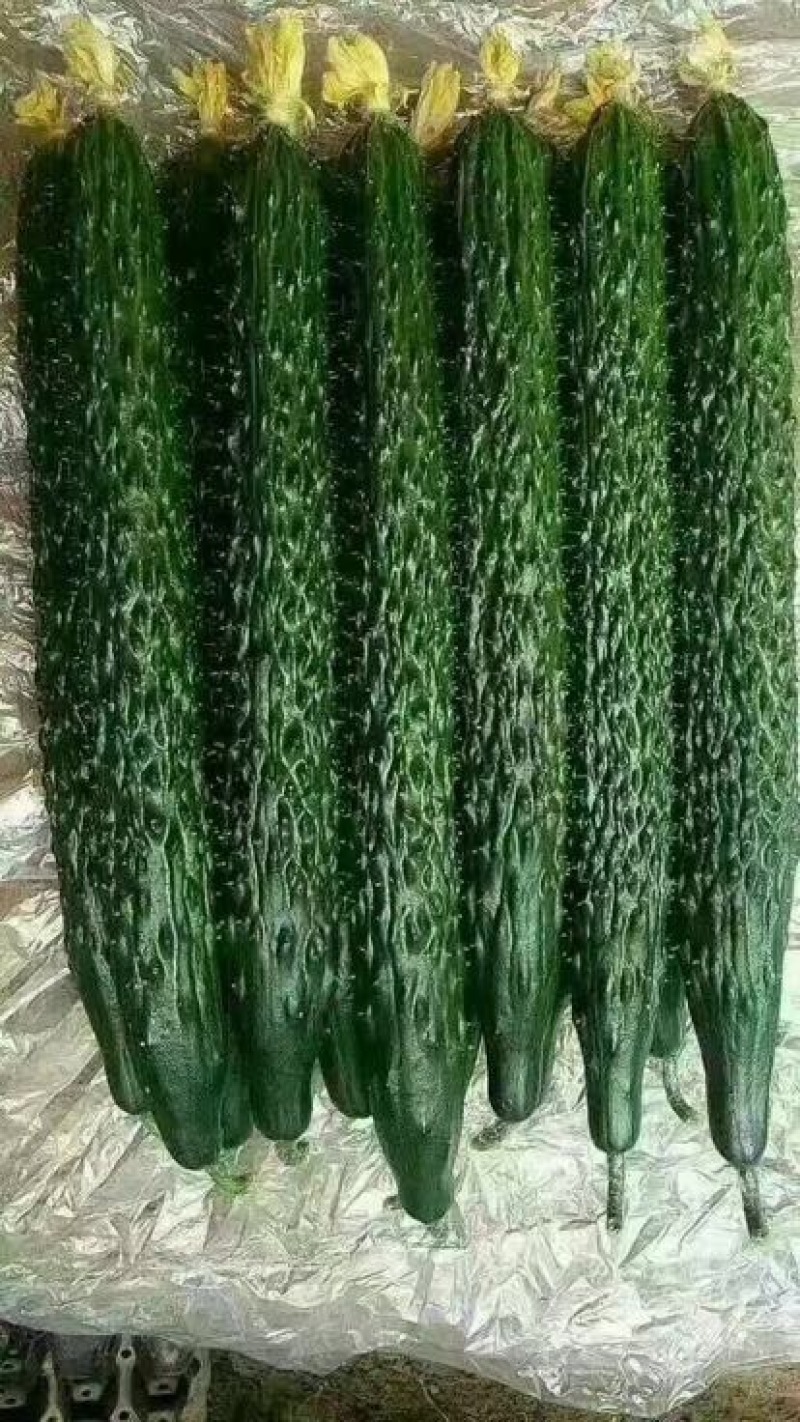 精品密刺黄瓜➖精品陆地黄瓜等等，各种质量都有大量货源
