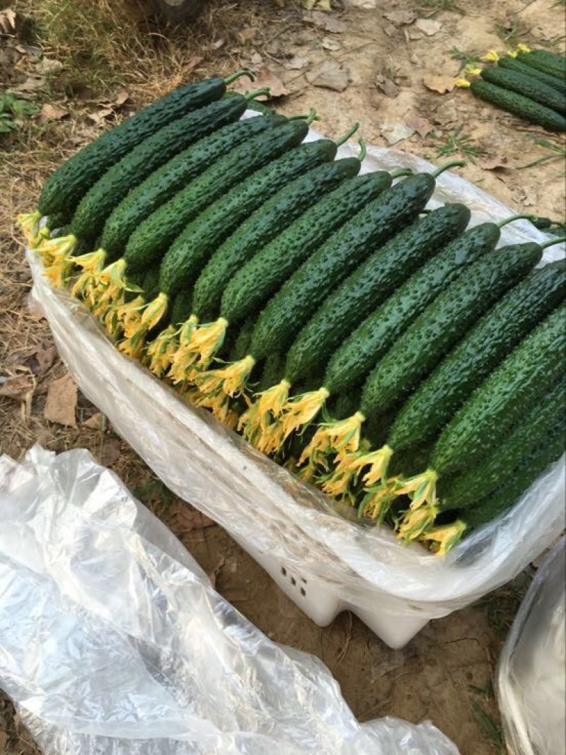 精品密刺黄瓜➖精品陆地黄瓜等等，各种质量都有大量货源