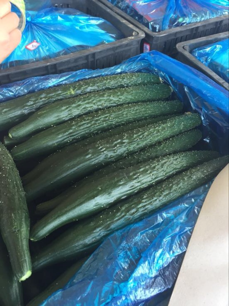 精品密刺黄瓜➖精品陆地黄瓜等等，各种质量都有大量货源