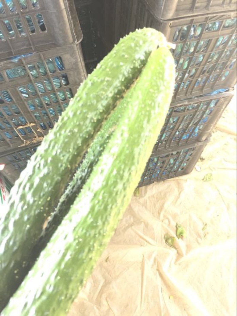 精品密刺黄瓜➖精品陆地黄瓜等等，各种质量都有大量货源