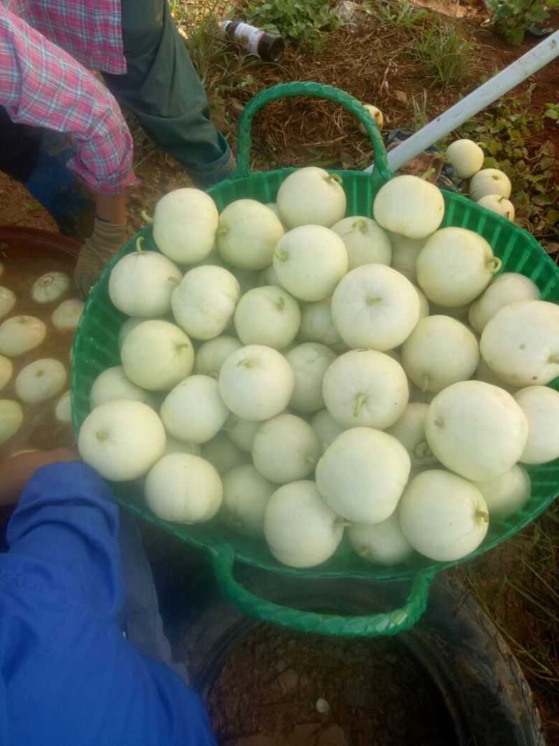 大量供应香瓜