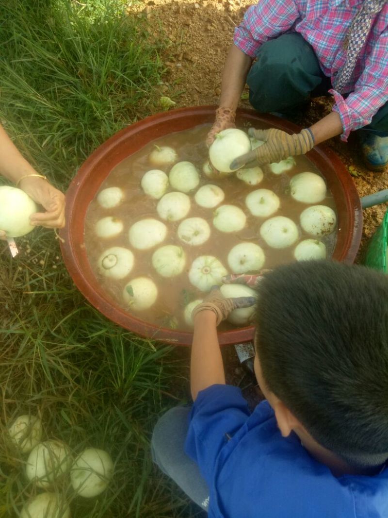 大量供应香瓜