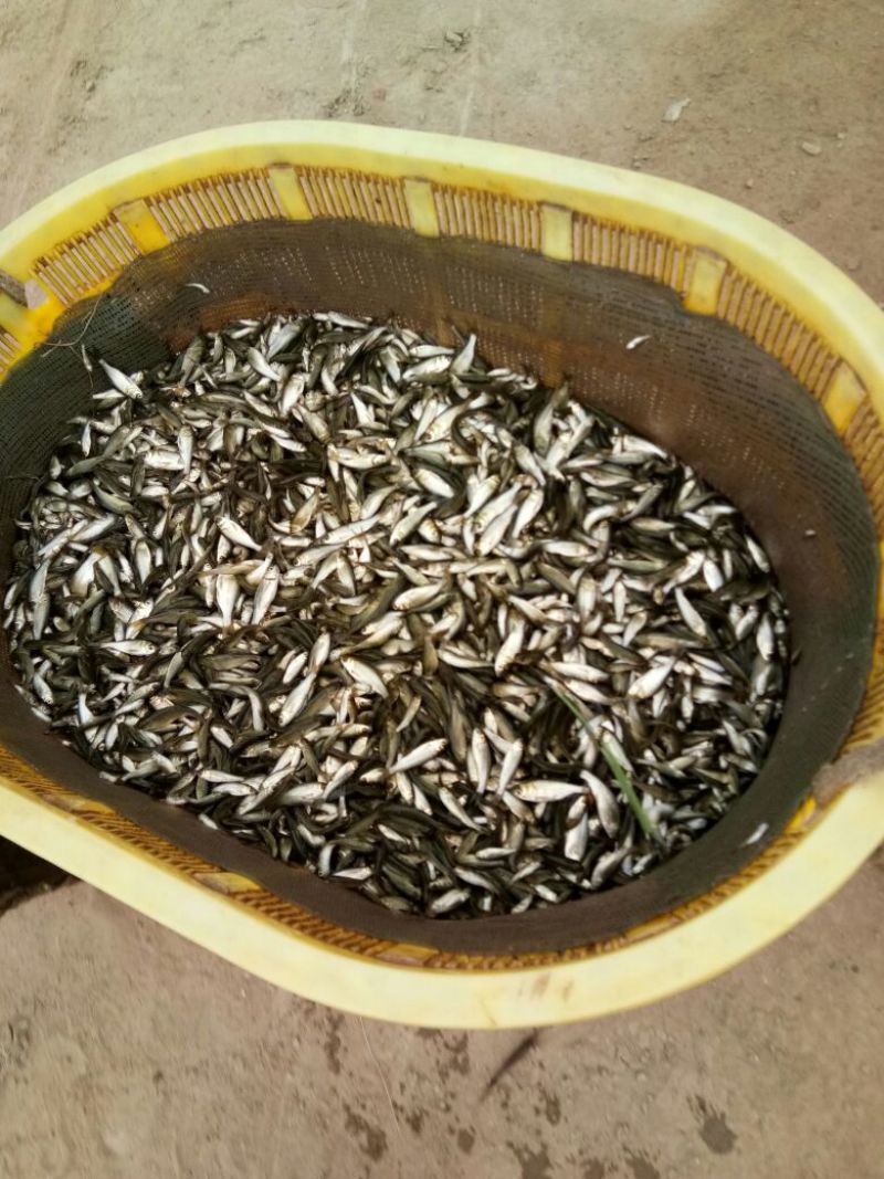鲢鳙苗草鱼苗鲤鱼苗淡水鱼苗齐全