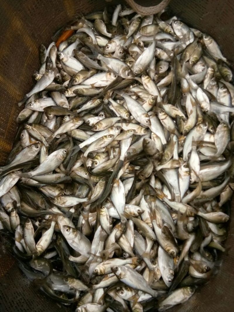 鲢鳙苗草鱼苗鲤鱼苗淡水鱼苗齐全