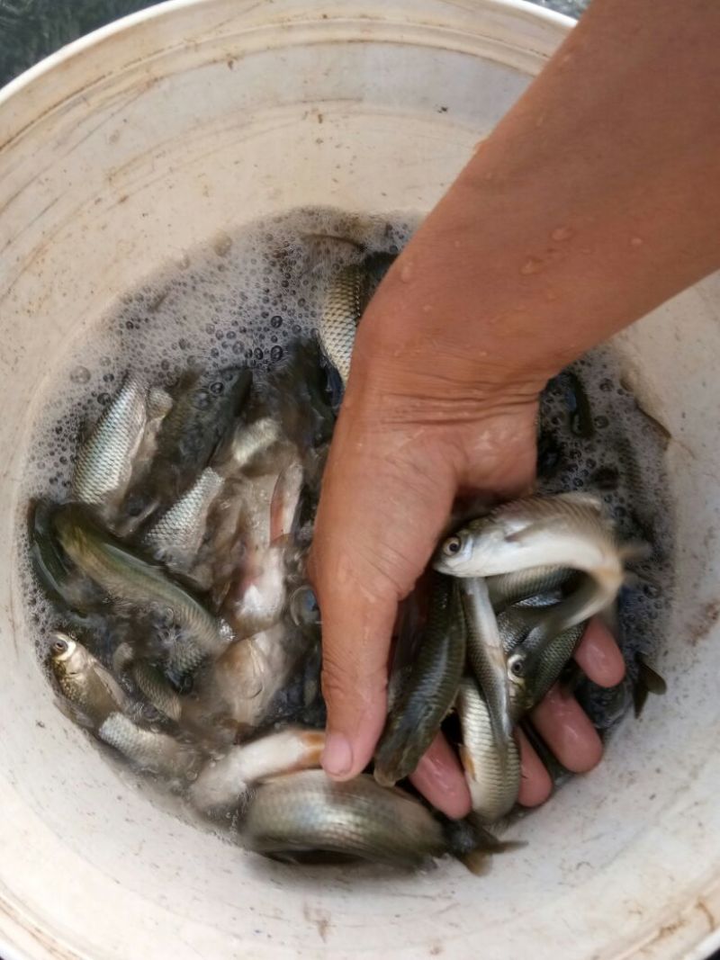鲢鳙苗草鱼苗鲤鱼苗淡水鱼苗齐全