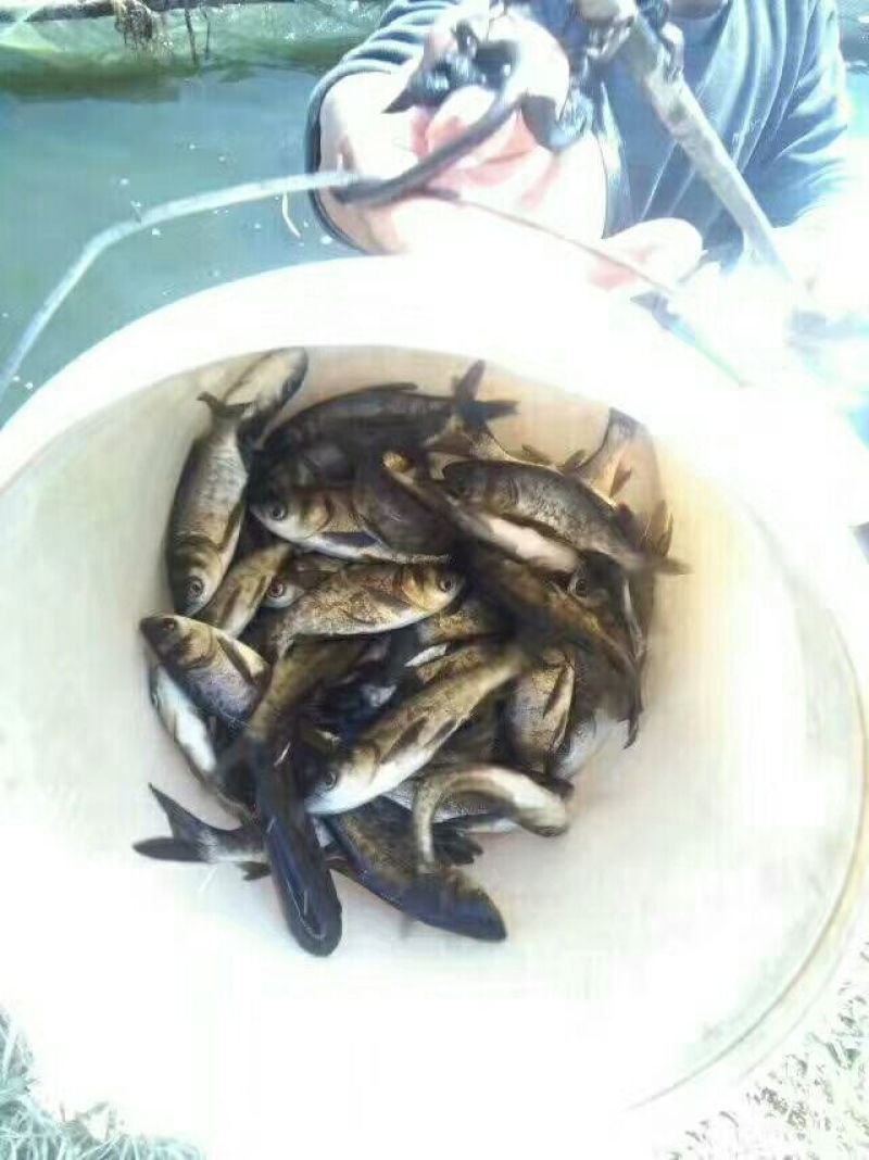 鲢鳙苗草鱼苗鲤鱼苗淡水鱼苗齐全