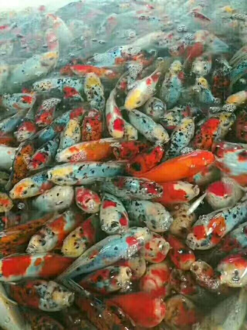 鲢鳙苗草鱼苗鲤鱼苗淡水鱼苗齐全
