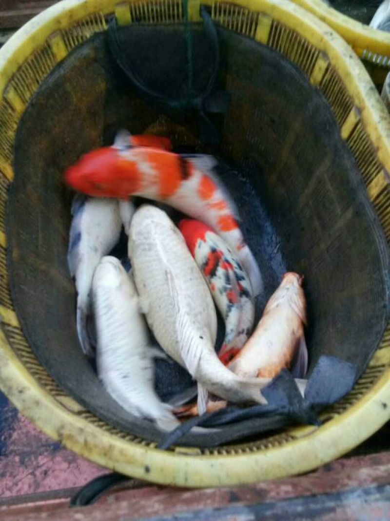 鲢鳙苗草鱼苗鲤鱼苗淡水鱼苗齐全